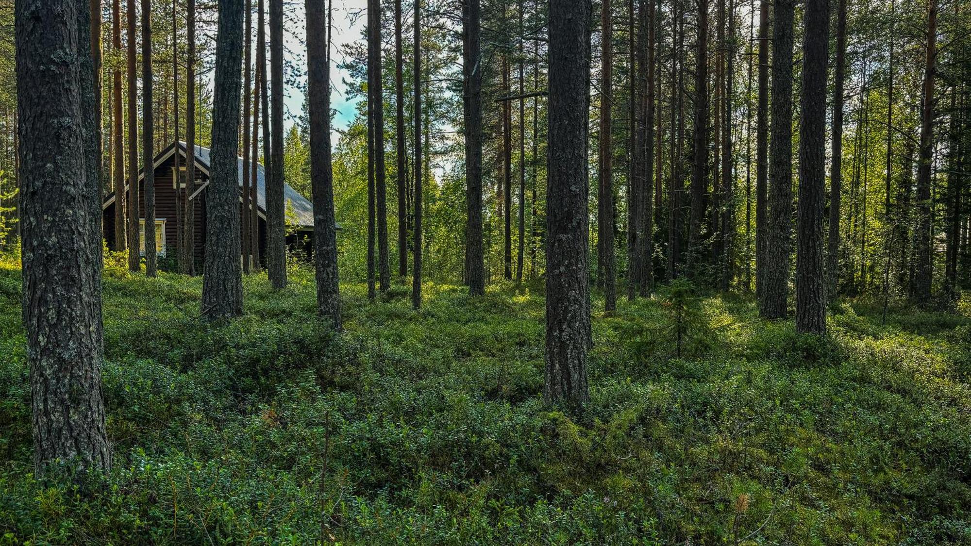 Sky Lodging ~ Sleeping Under The Stars Rovaniemi Zewnętrze zdjęcie